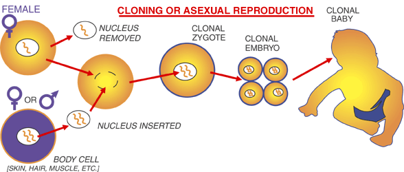 An analysis of the process of fertilization in female body